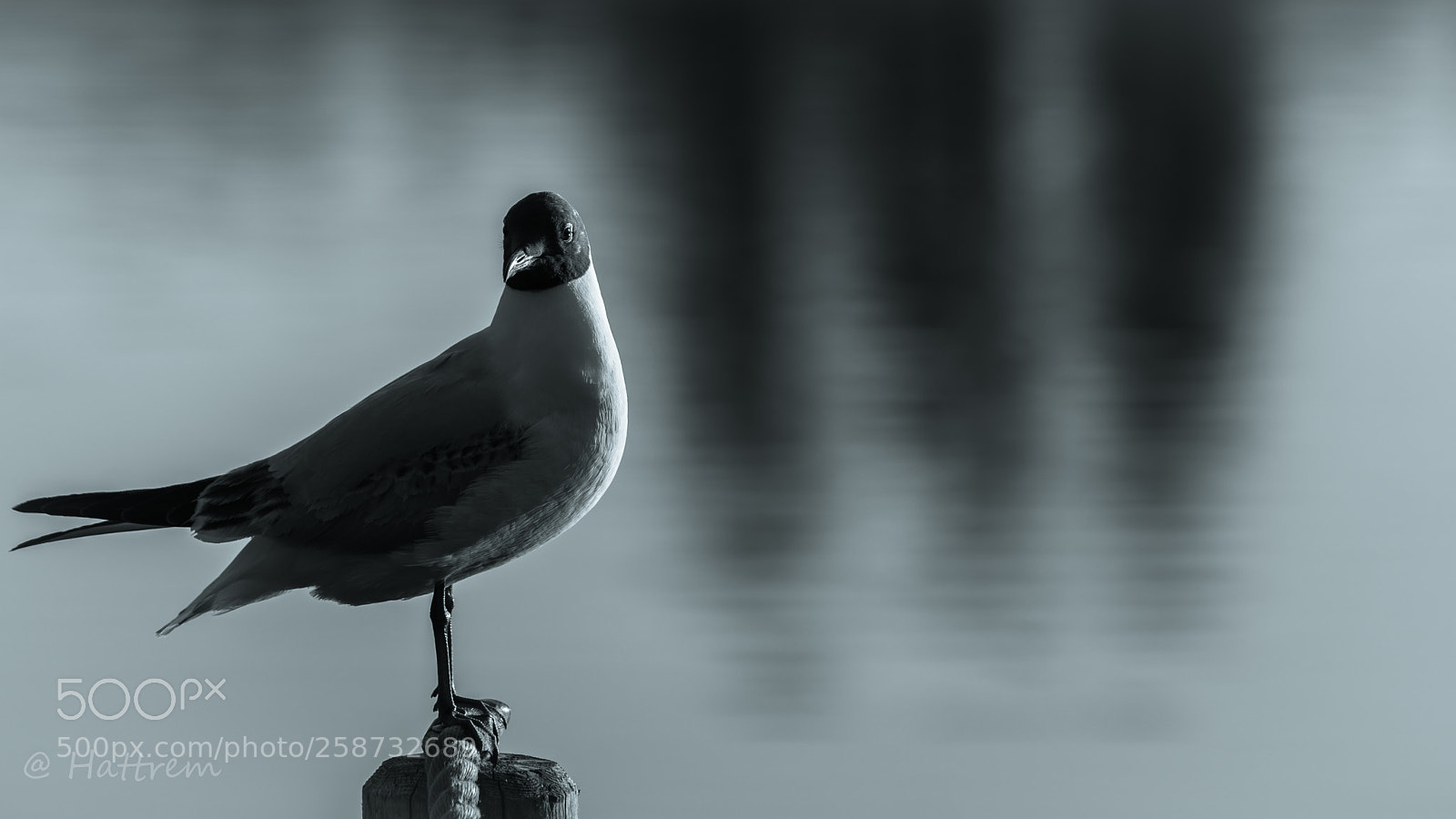 Canon EOS 5D Mark IV sample photo. Bird photography