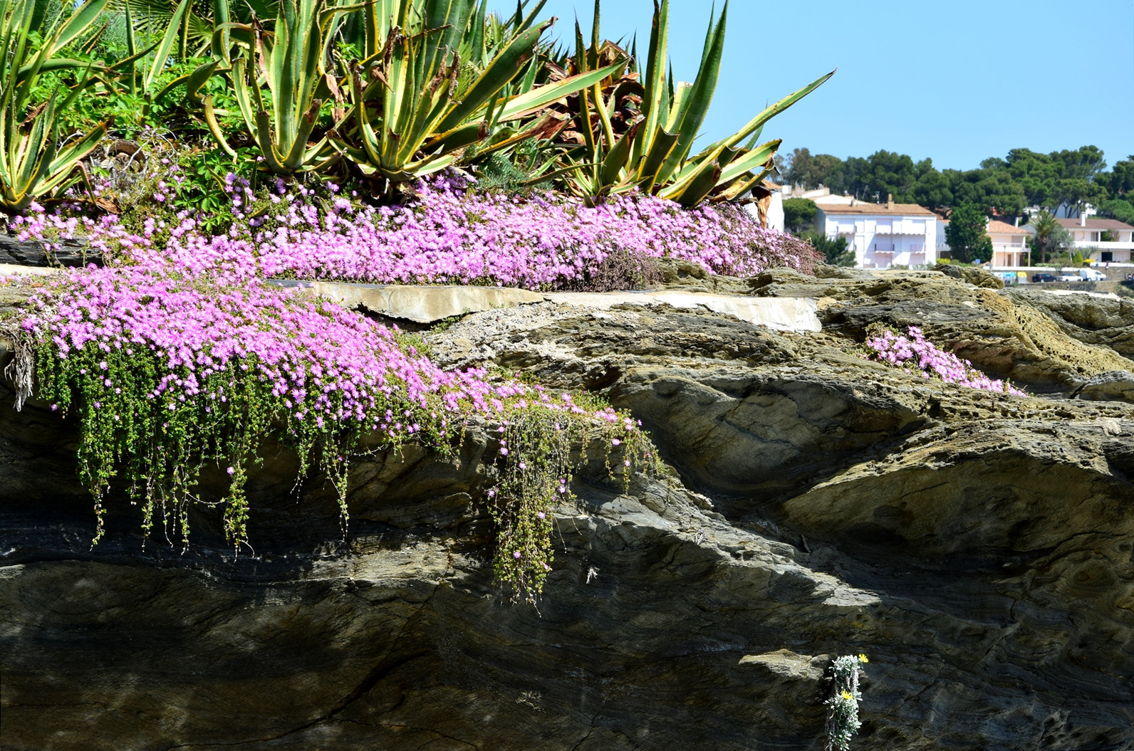 Nikon D5300 sample photo. Rocher fleurie à cadaques photography