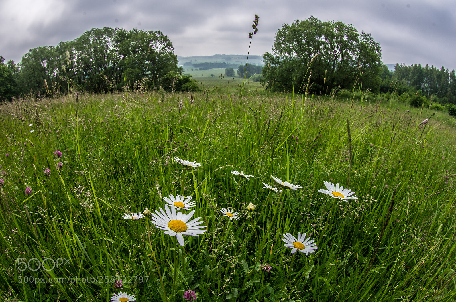 Pentax K-5 sample photo. Chamomiles photography