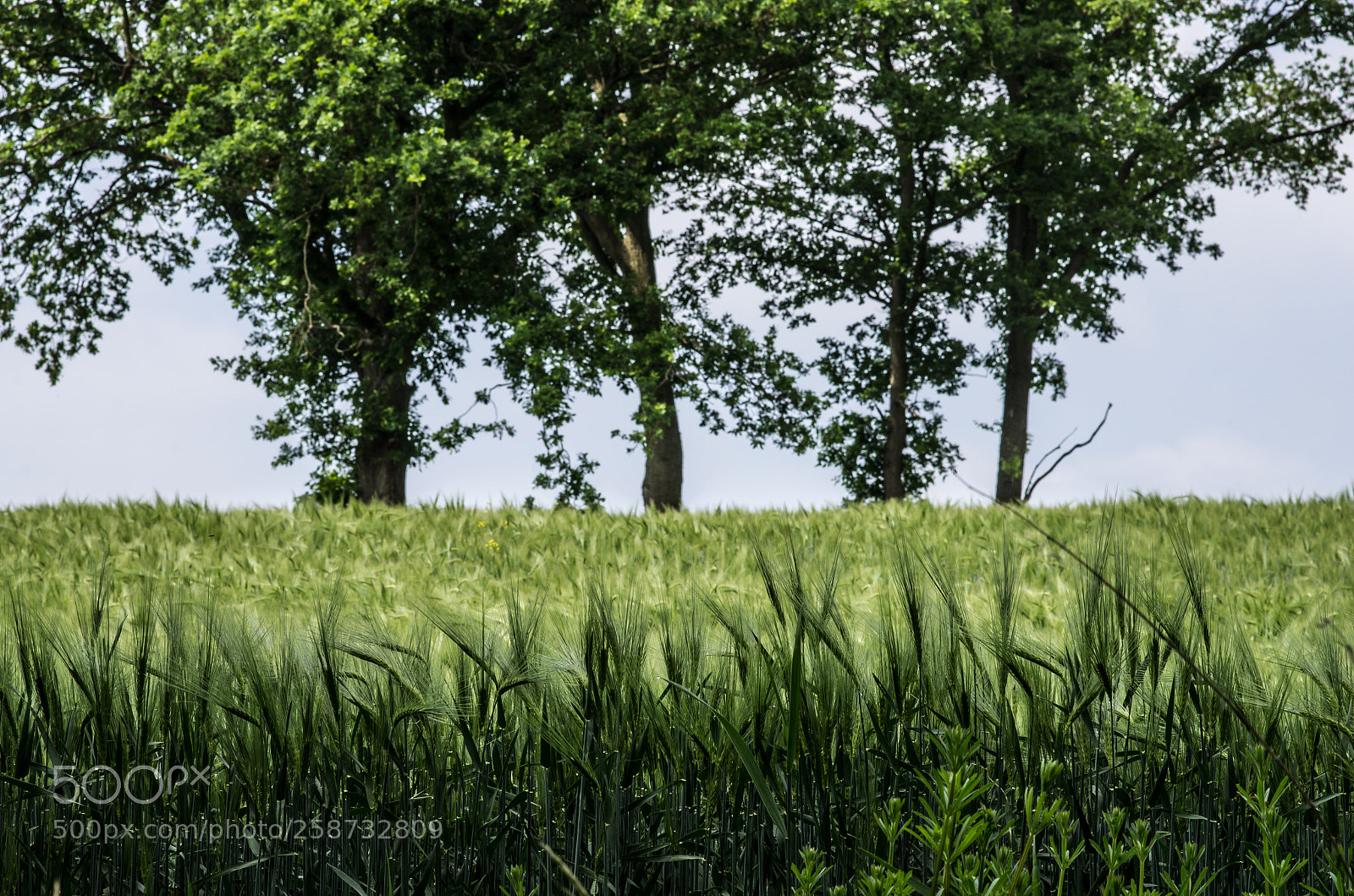 Pentax K-5 sample photo. Rye and trees photography