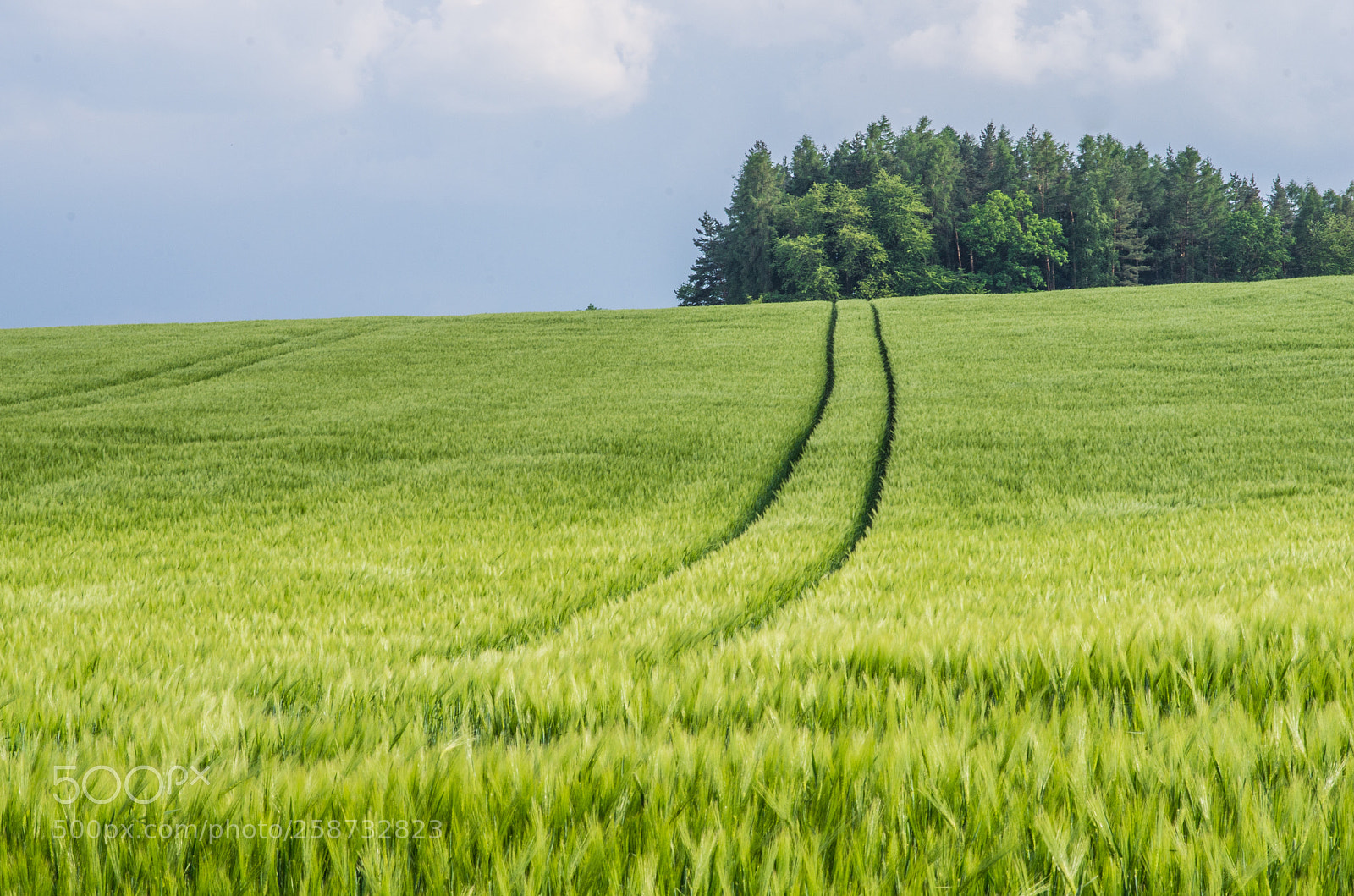 Pentax K-5 sample photo. Road in rye field photography