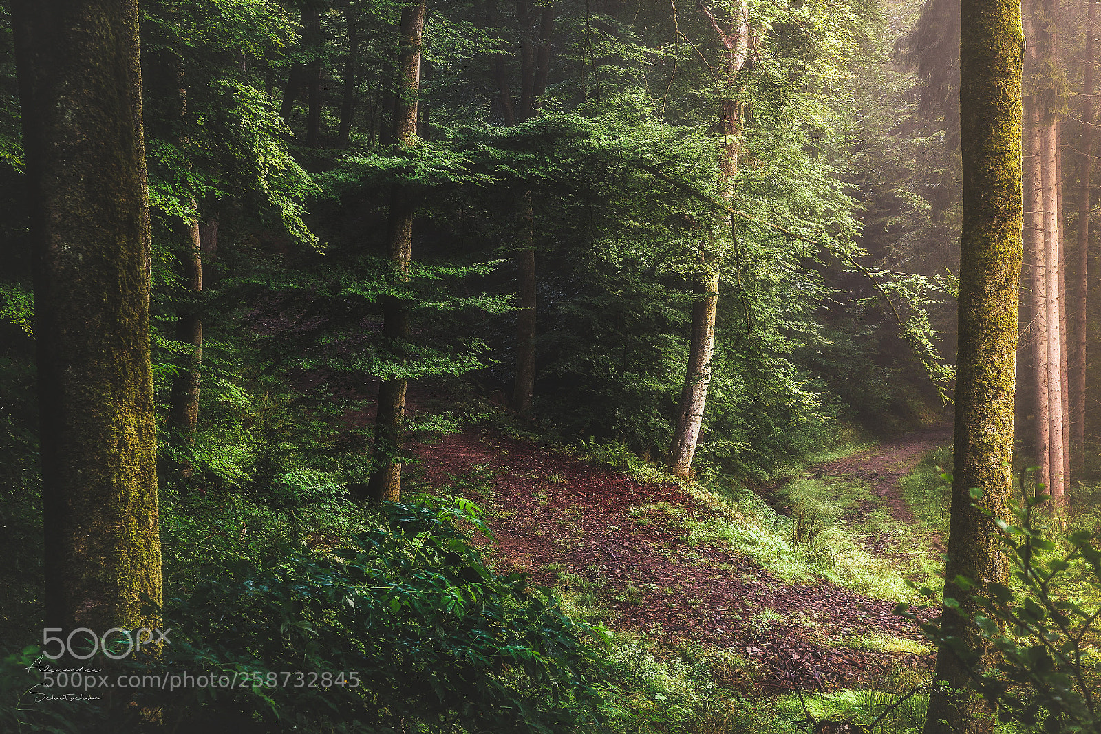 Sony a7 sample photo. Forest photography
