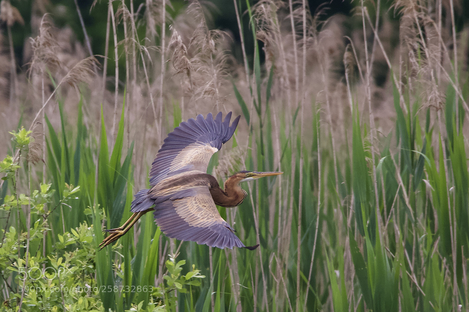 Canon EOS 7D Mark II sample photo. Na photography