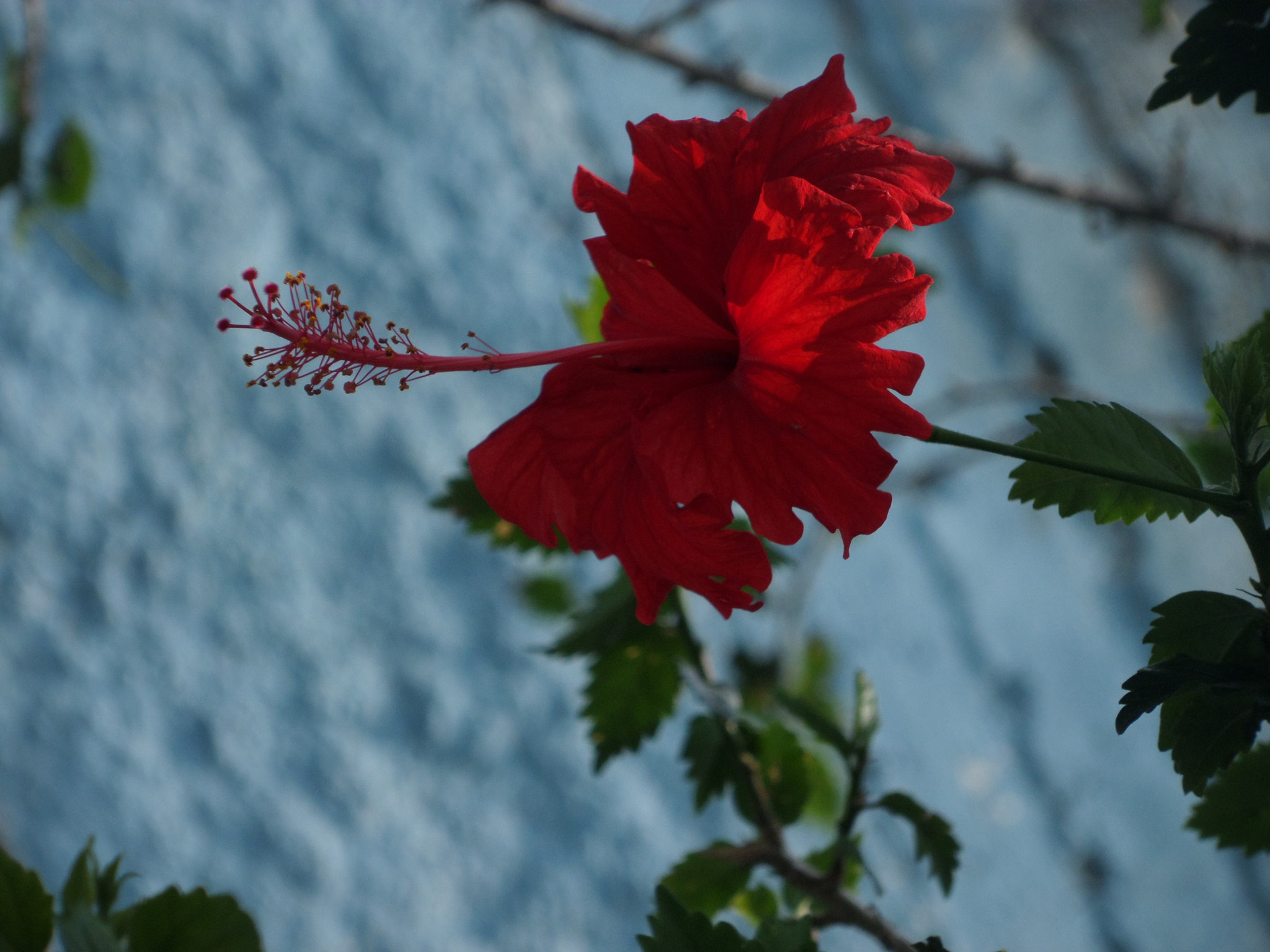 Samsung WB30F/WB31F/WB32F sample photo. Flor roja. photography