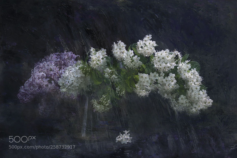 Sony a6000 sample photo. White flowers photography