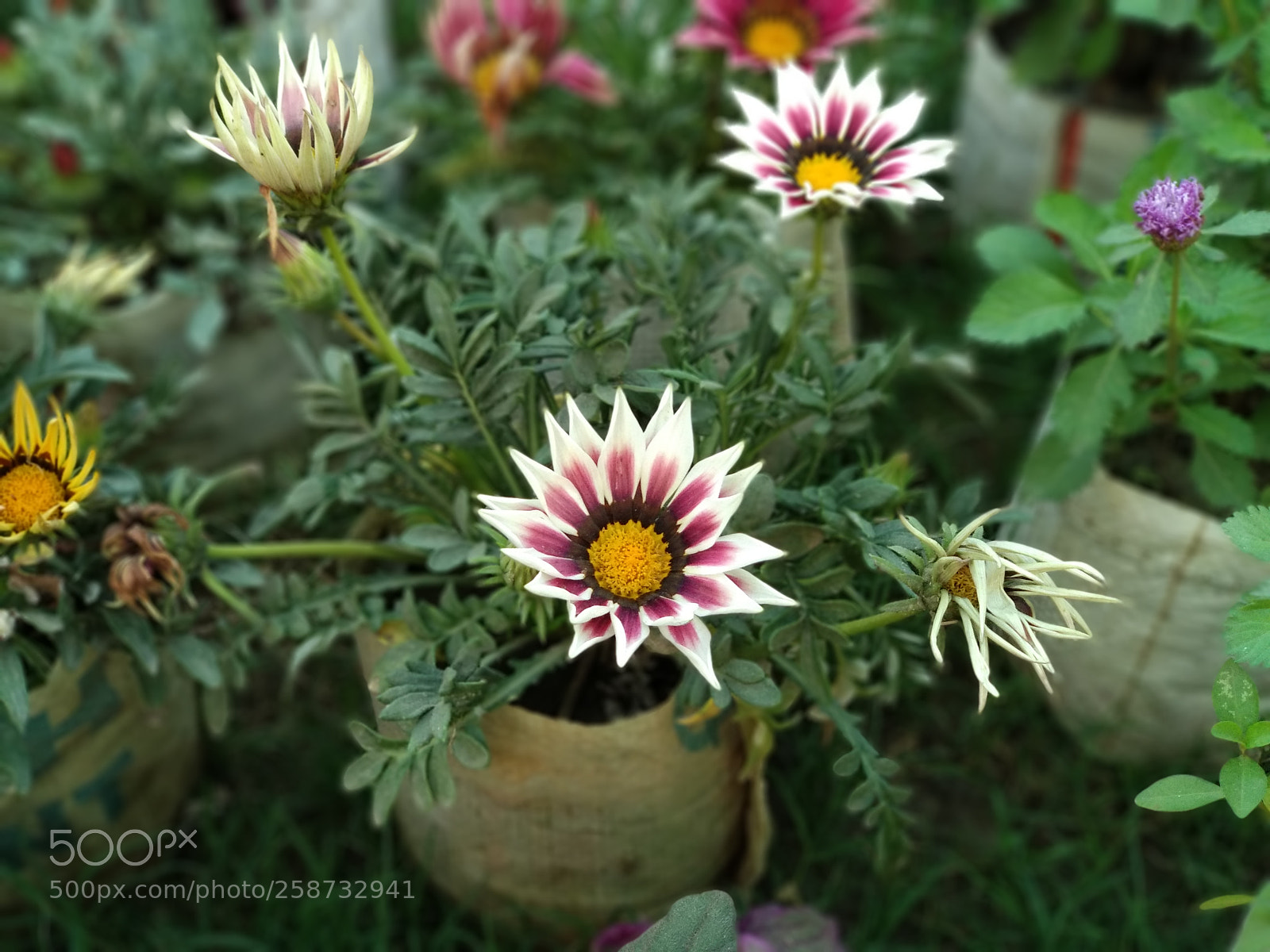 Xiaomi Mi A1 sample photo. Untitled photography