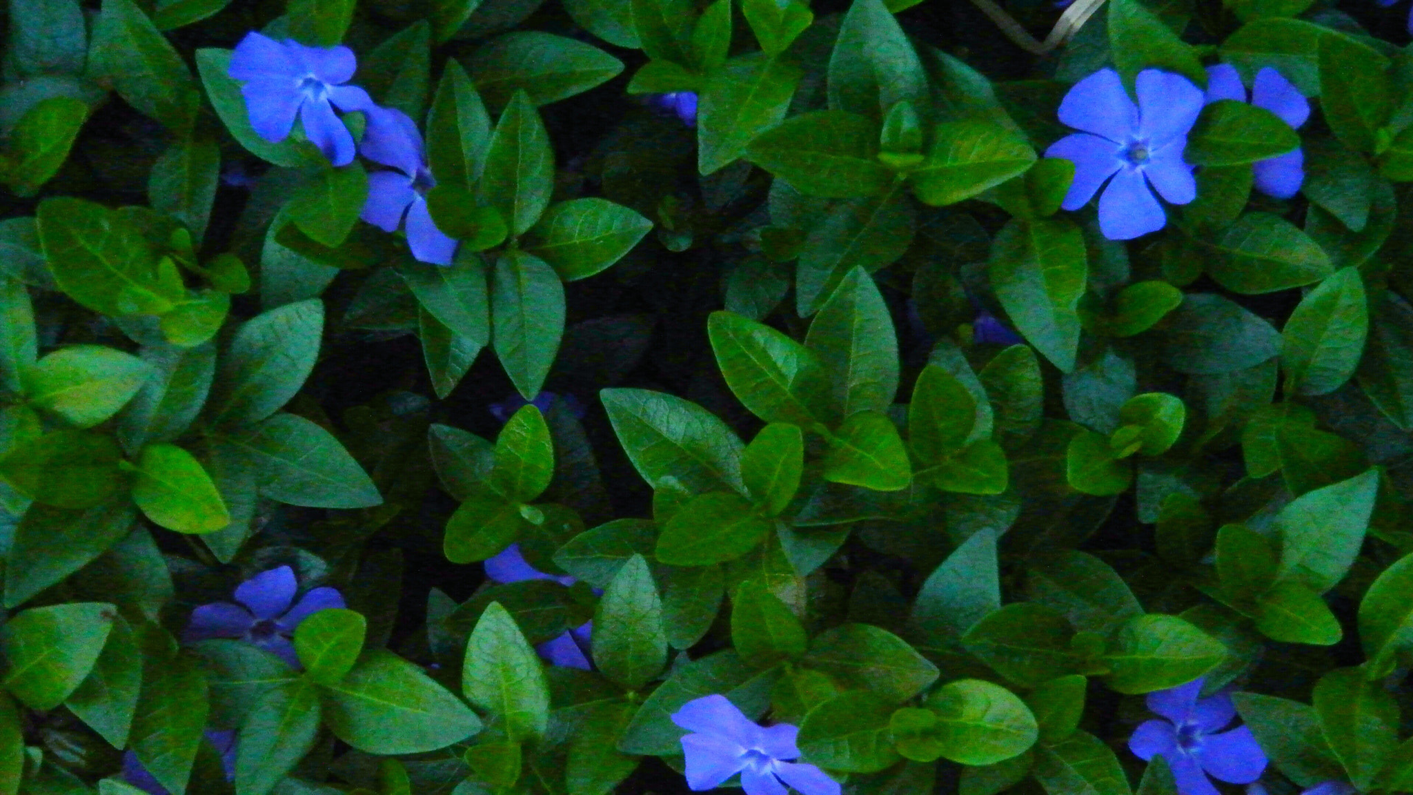 Nikon 1 J1 sample photo. Violet photography