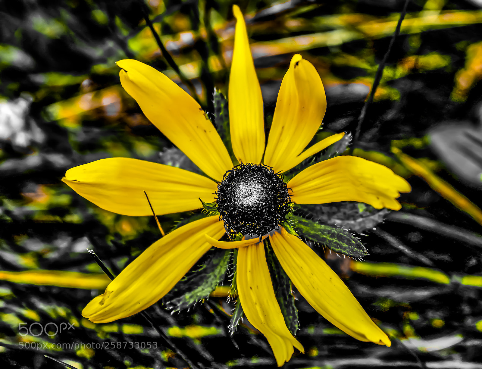 Canon EOS 1300D (EOS Rebel T6 / EOS Kiss X80) sample photo. Yellow flower edited photography