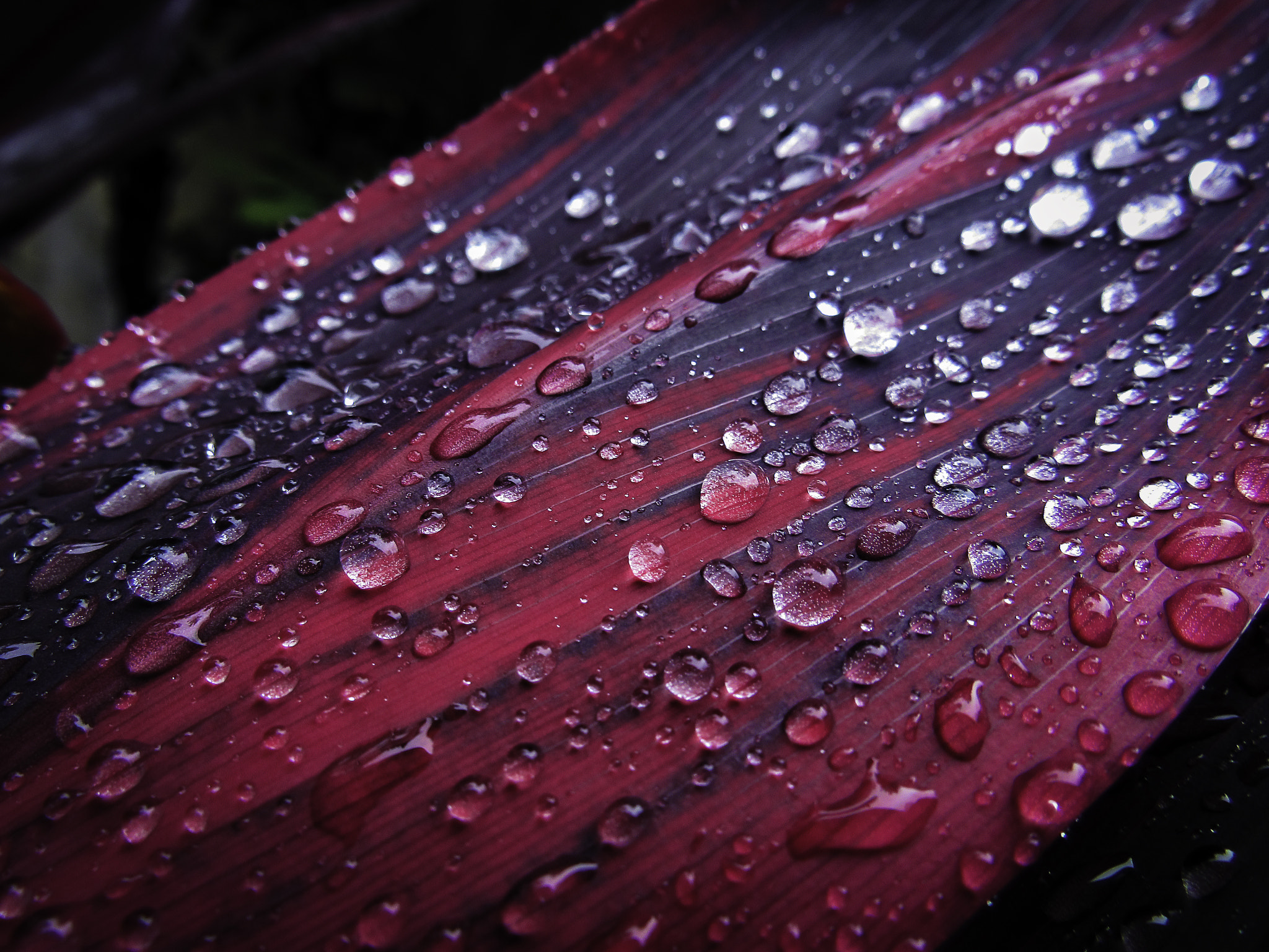 Canon PowerShot SX520 HS sample photo. Leaf photography
