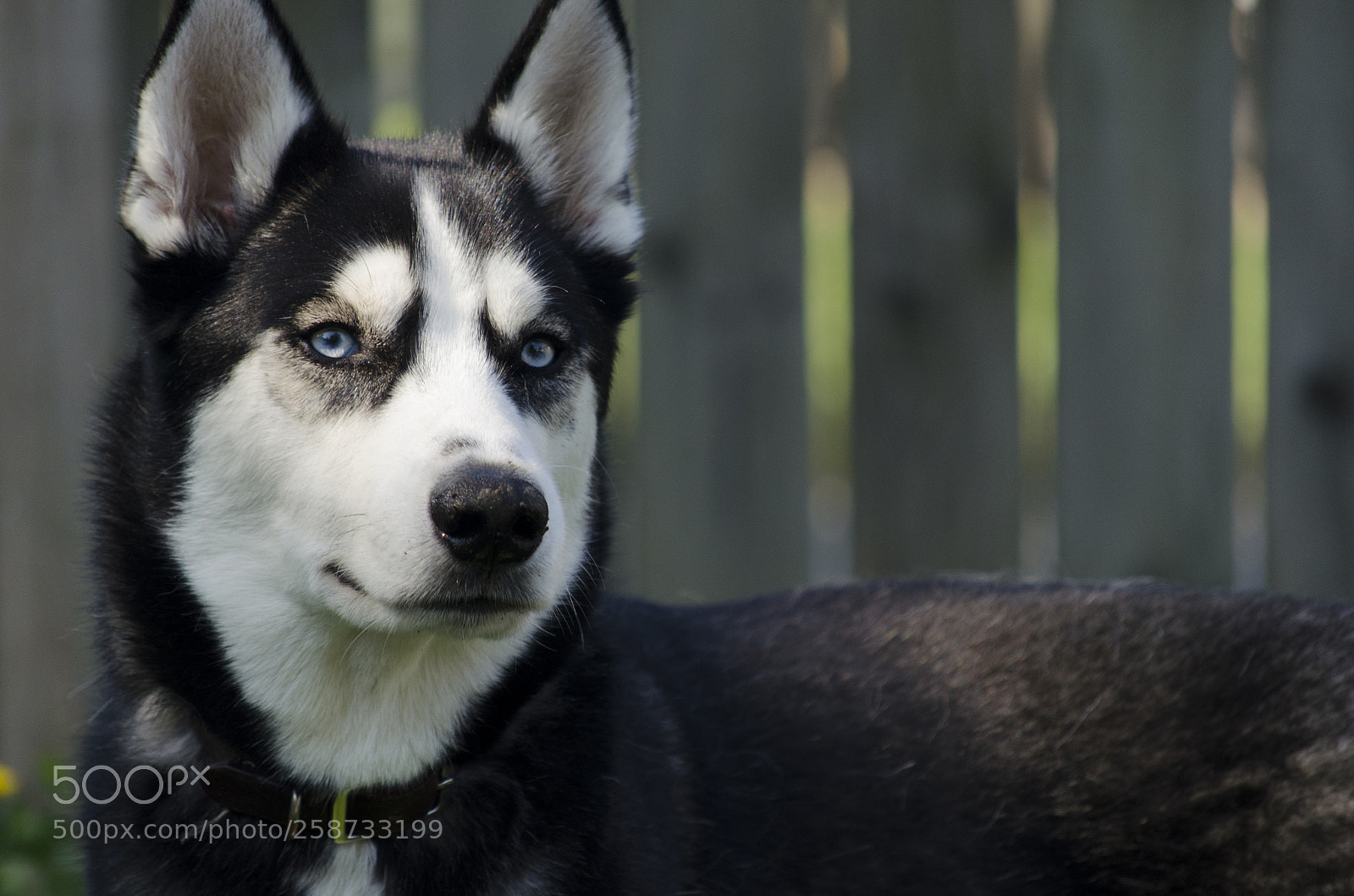 Nikon D5100 sample photo. Elegant husky photography