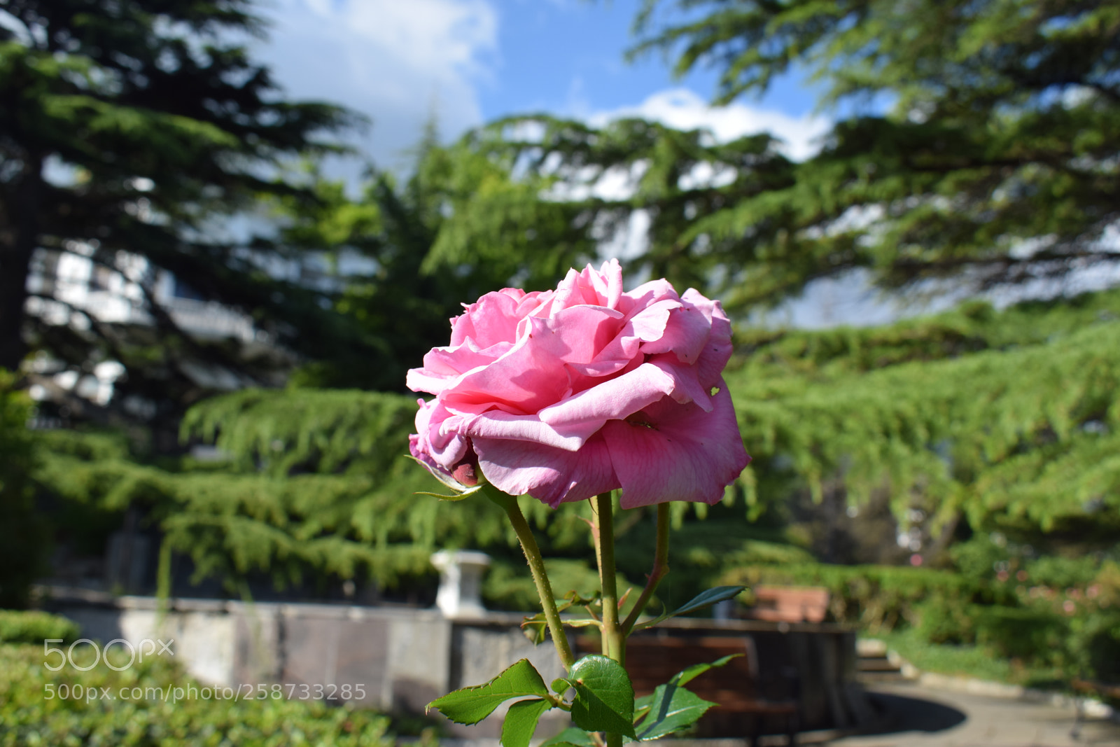 Nikon D5300 sample photo. Dsc photography