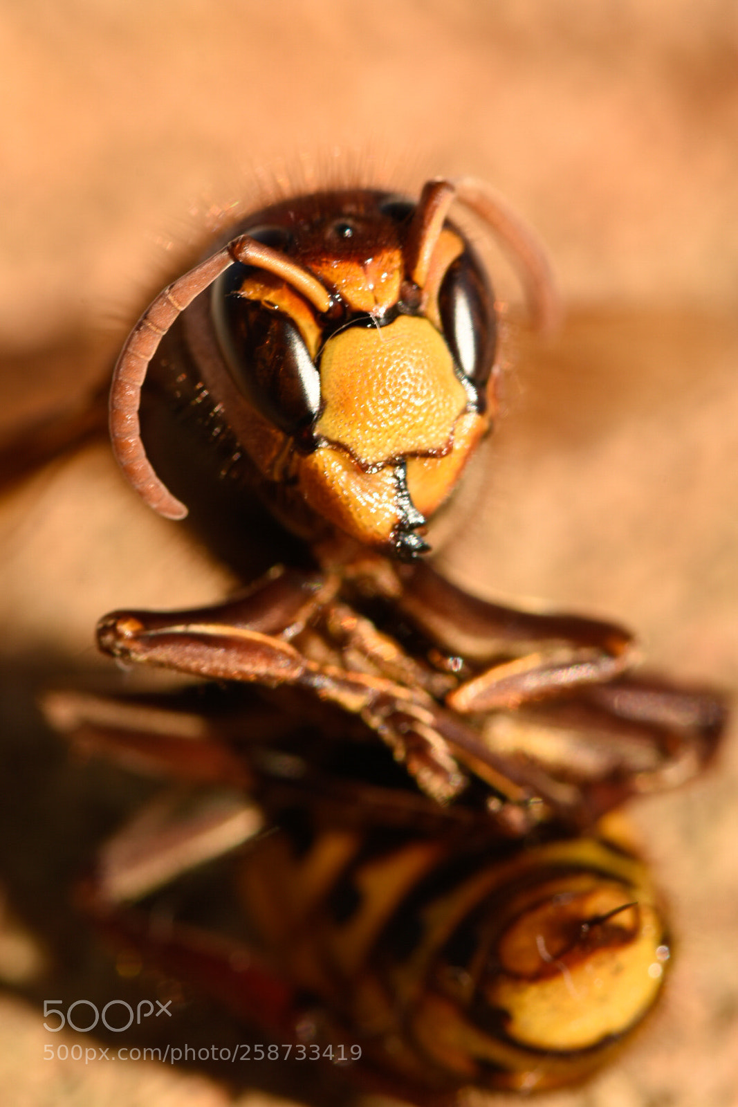 Nikon D7200 sample photo. Hornet ii photography