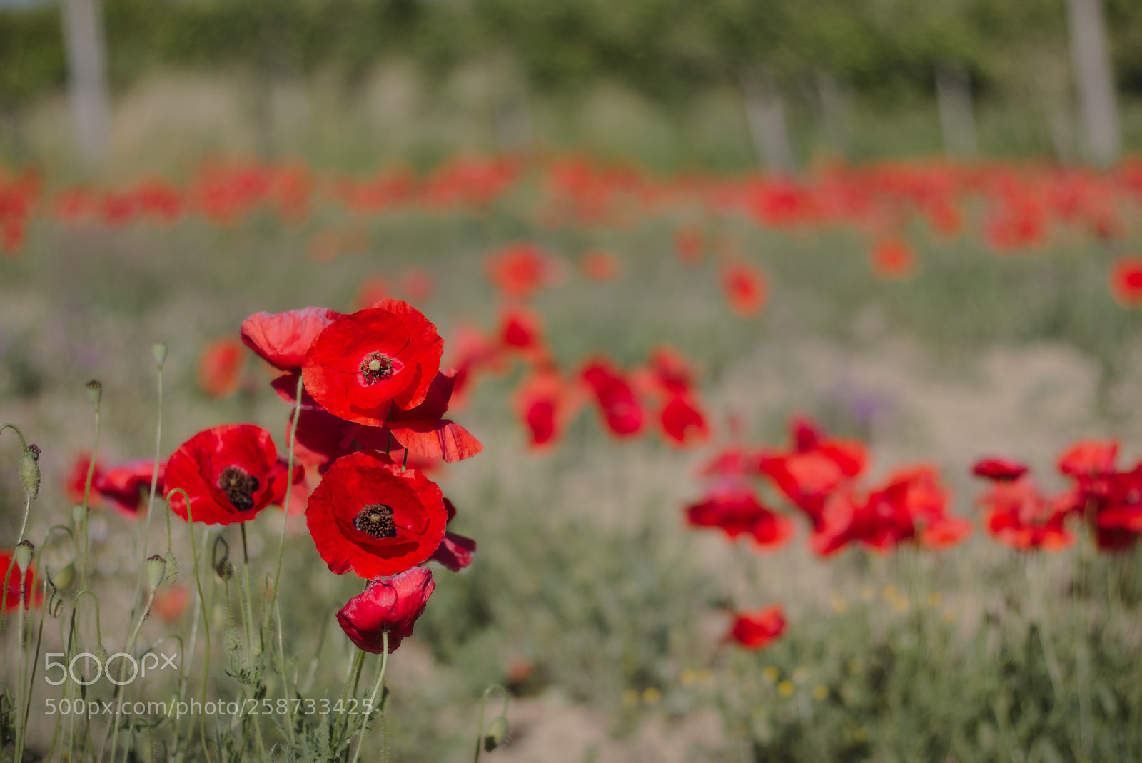 Canon EOS 70D + Canon EF 50mm F1.8 STM sample photo. Papa...veri non falsi photography