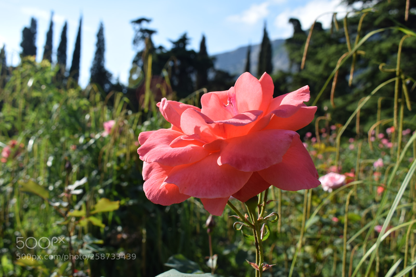 Nikon D5300 sample photo. Dsc photography