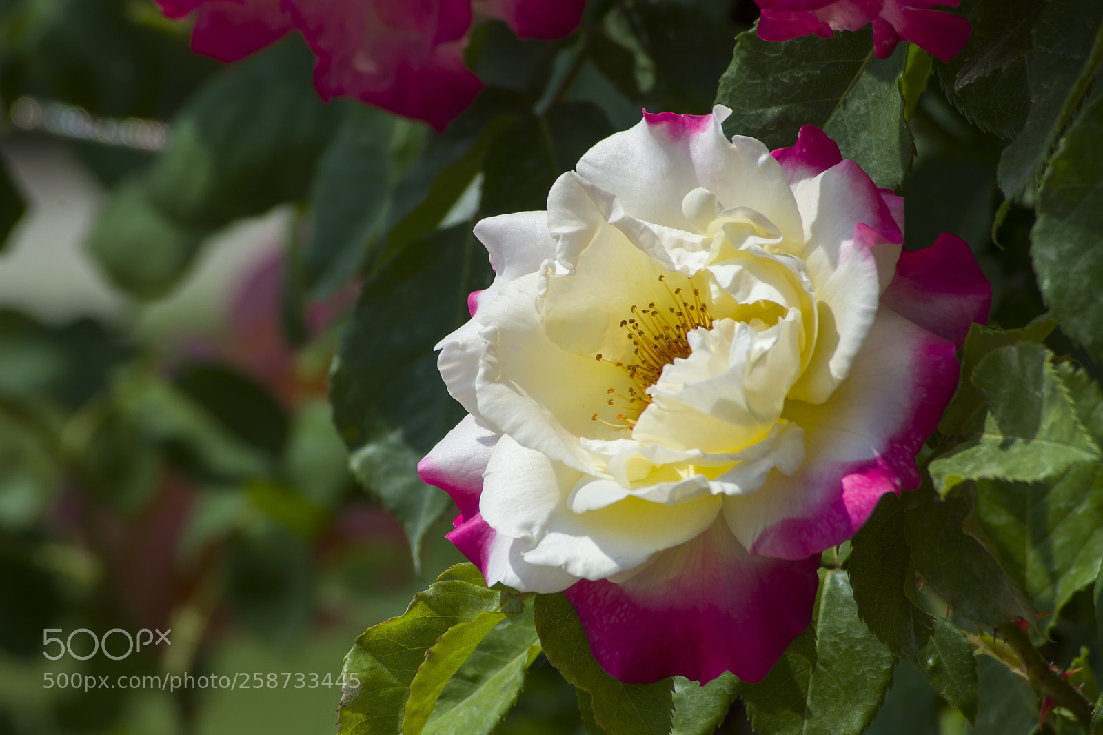 Nikon D3100 sample photo. Rose garden...r zsa kert photography