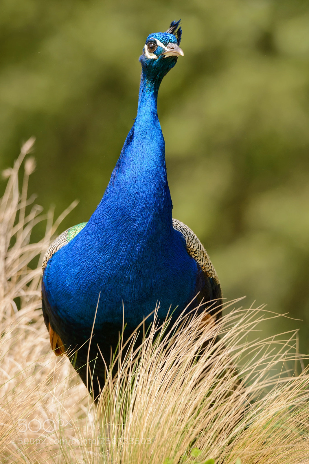 Nikon D600 sample photo. Indian peafowl photography