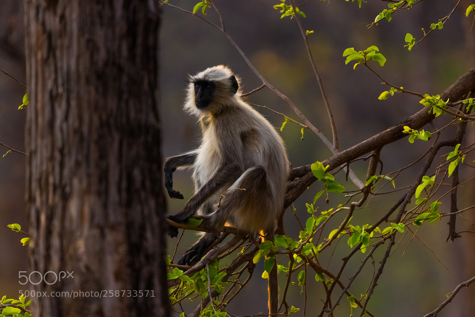 Canon EOS 80D sample photo. Langur photography