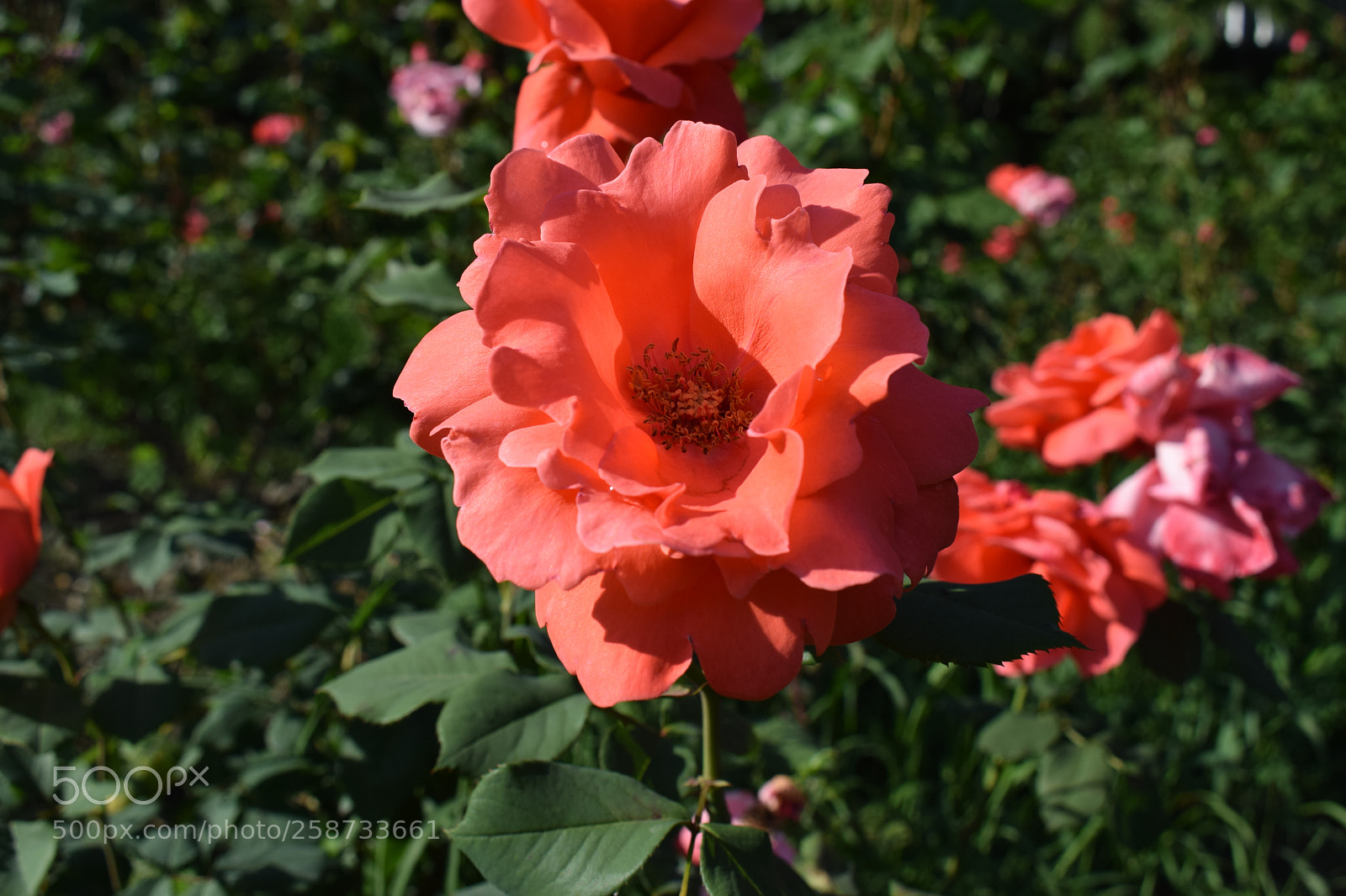 Nikon D5300 sample photo. Dsc photography