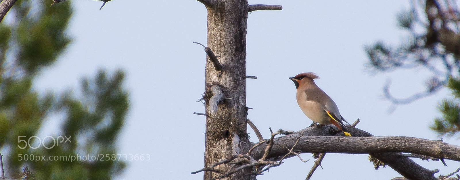 Nikon D5200 sample photo. Bohemian waxwing photography