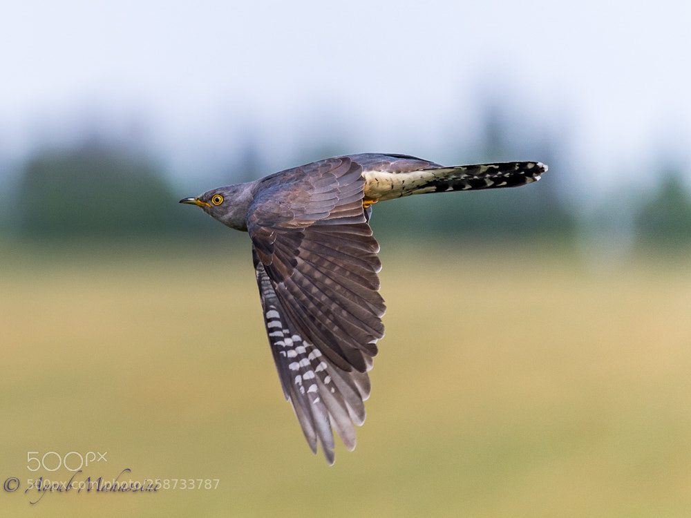 Nikon D5 sample photo. Common cuckoo photography