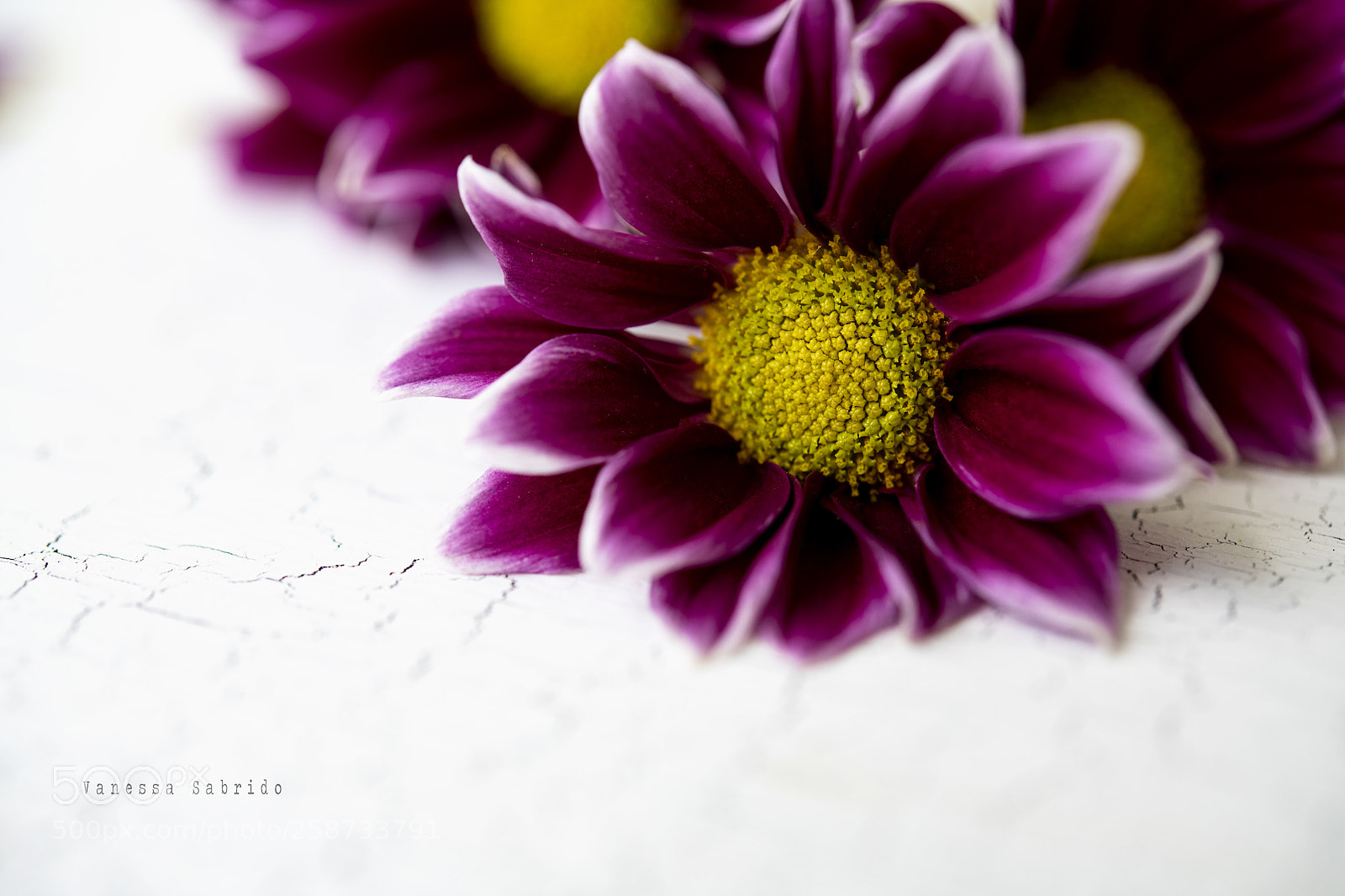 Nikon D850 sample photo. Flower photography