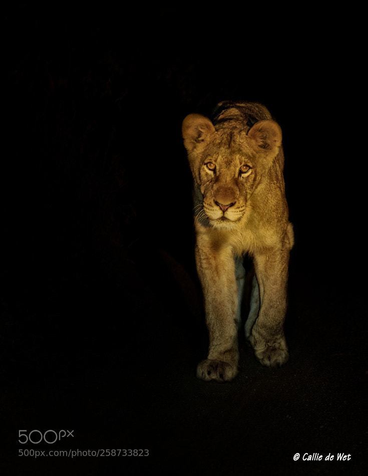 Nikon D300 sample photo. Out of the night photography