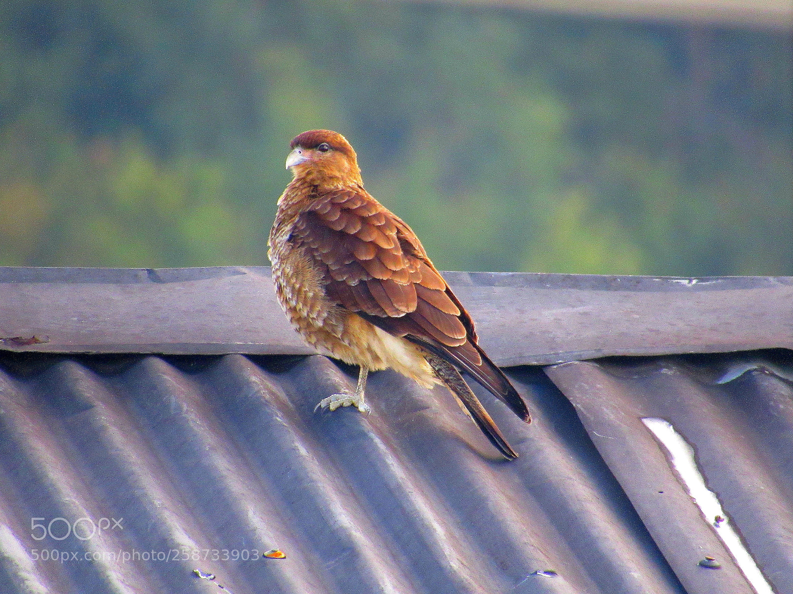 Canon PowerShot SX530 HS sample photo. Img photography