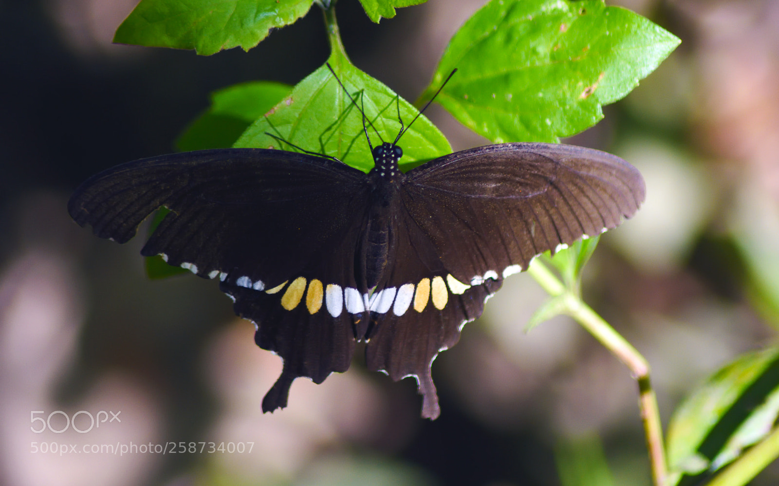 Nikon D7200 sample photo. Papilio polytes romulus (male) photography