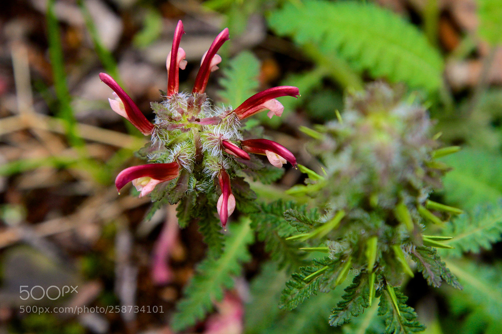 Canon EOS 7D sample photo. Furry flowers photography