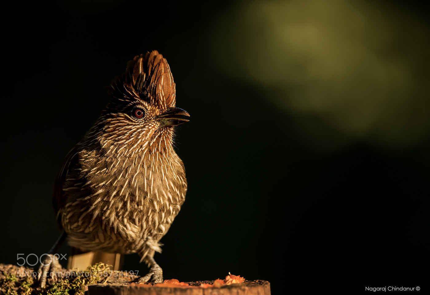 Nikon D5 sample photo. Striated laughingthrush photography
