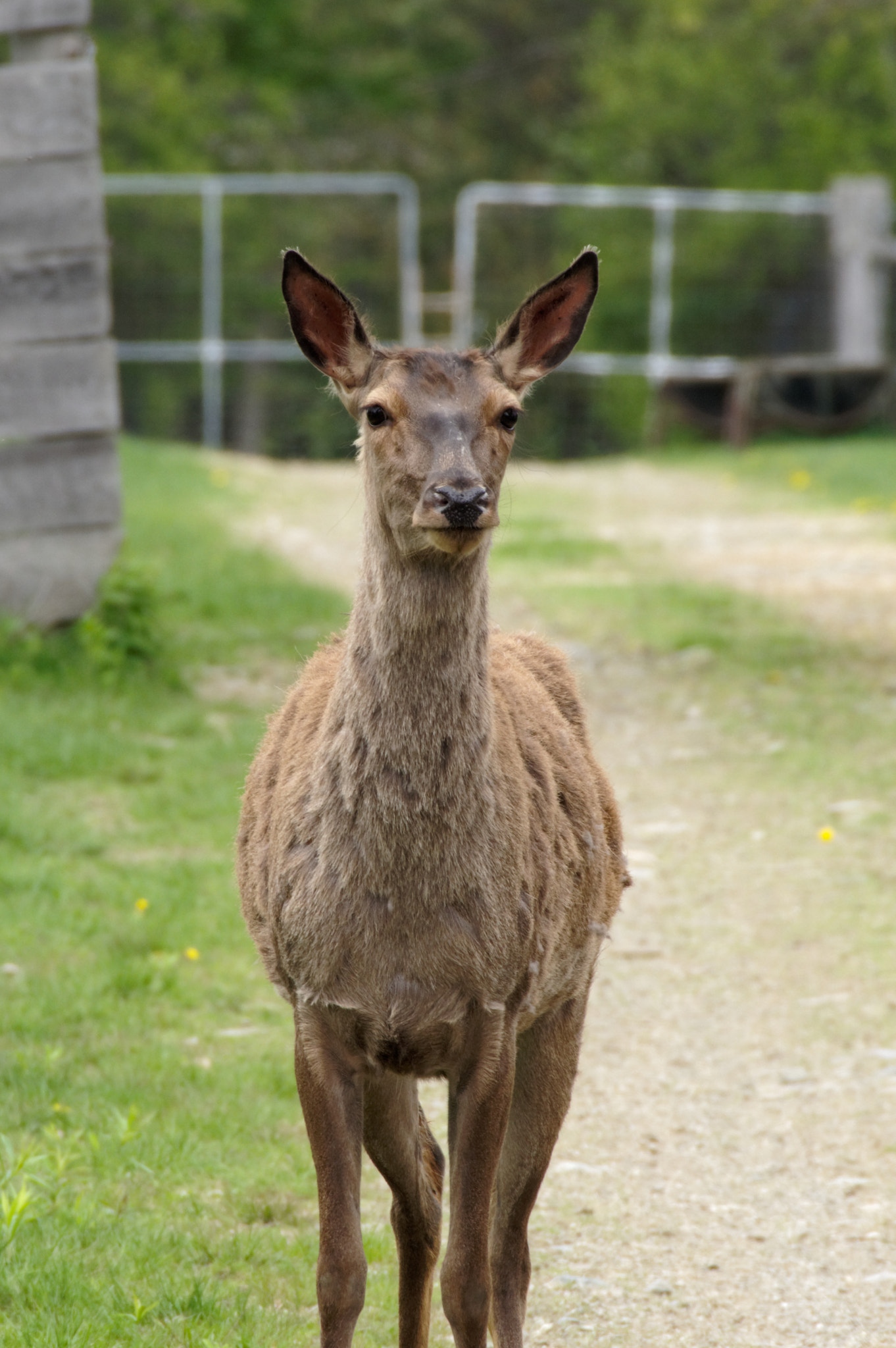 Pentax KP sample photo. Watchful eyes photography