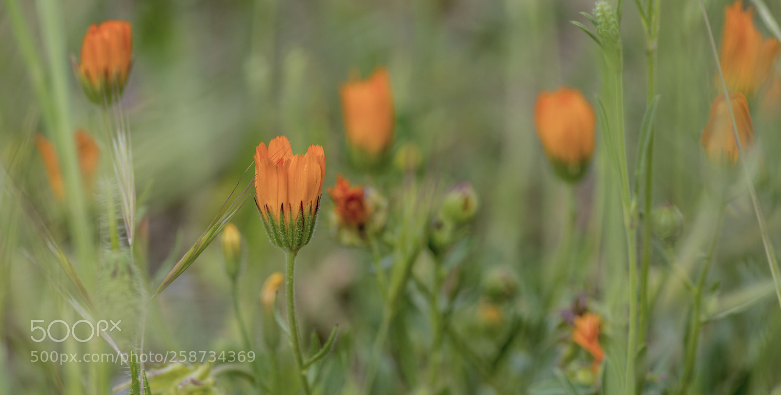 Nikon D810 sample photo. Spring day. photography