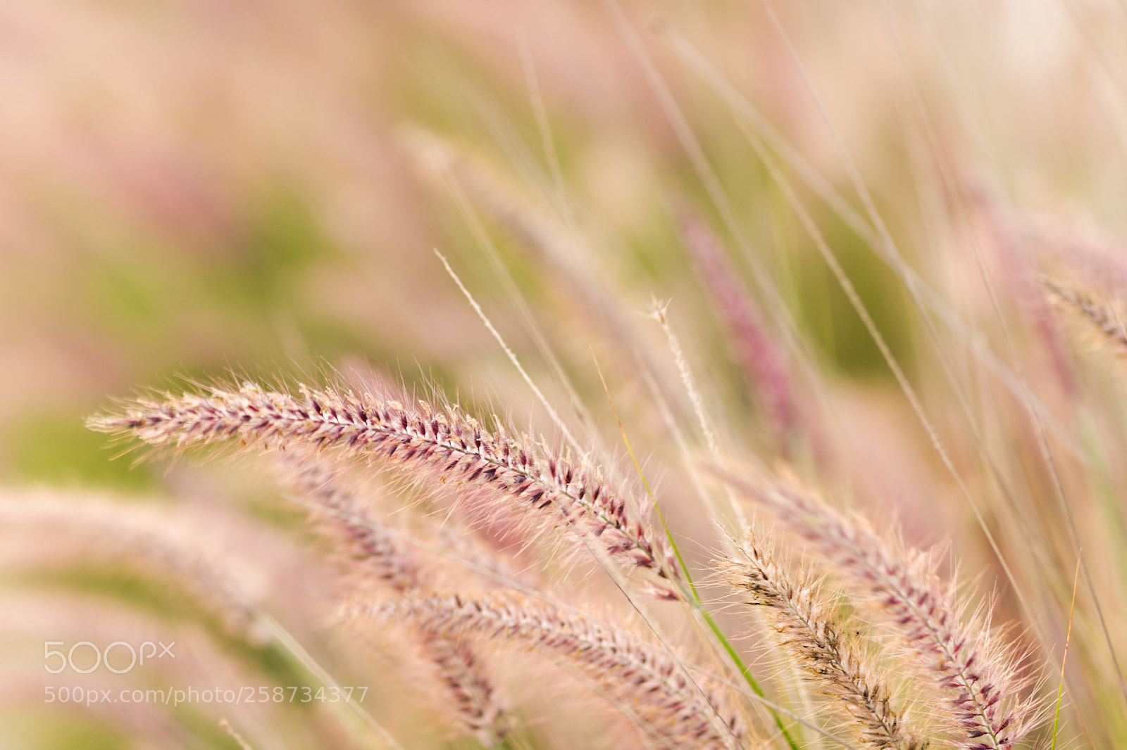 Canon EOS 6D Mark II sample photo. Harvest photography