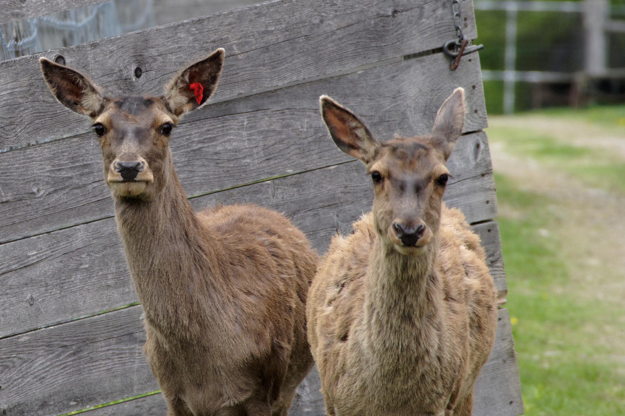 HD PENTAX-DA 55-300mm F4.5-6.3 ED PLM WR RE sample photo. We see you too photography