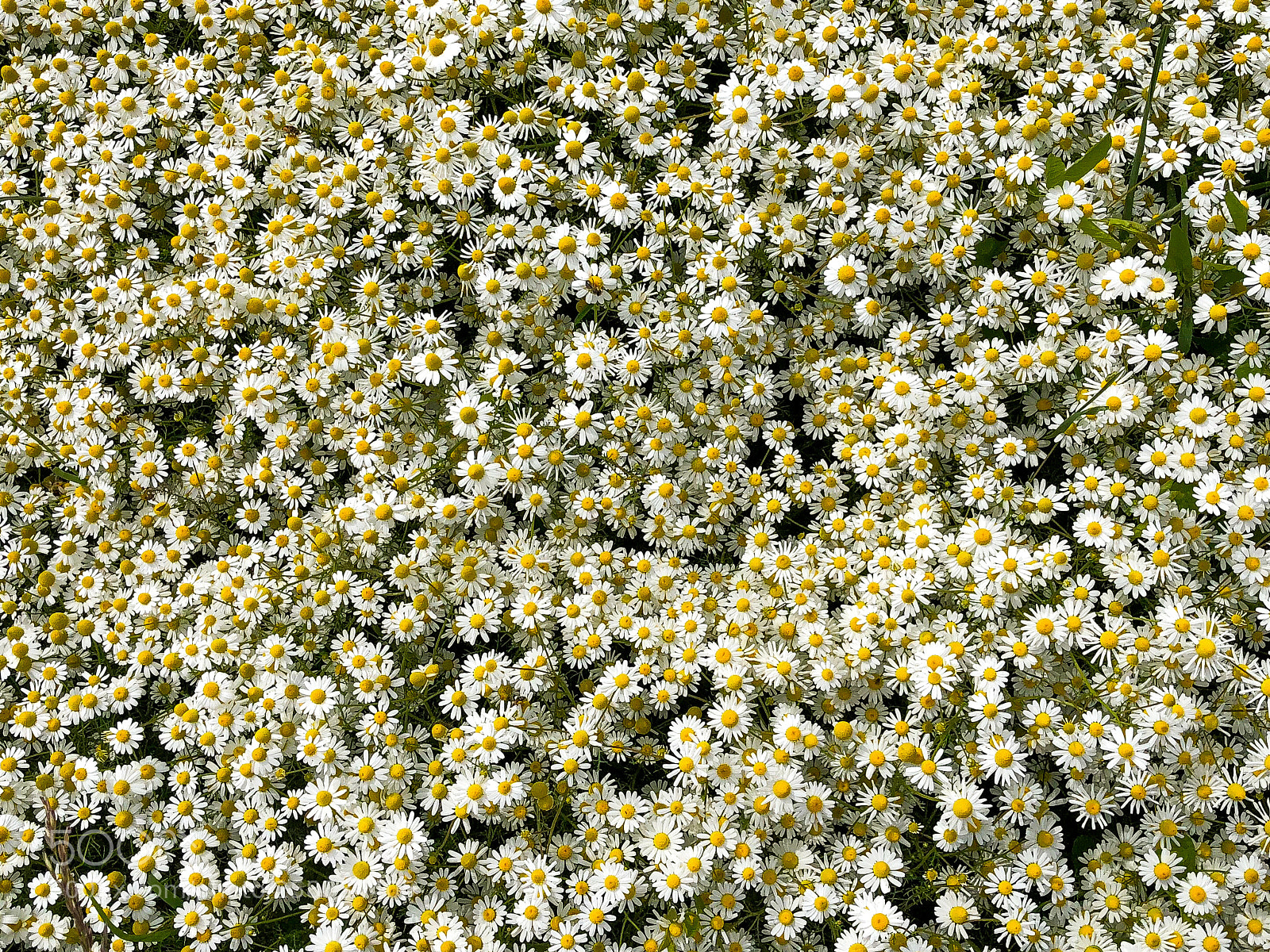 Apple iPhone 8 Plus sample photo. Chamomile photography