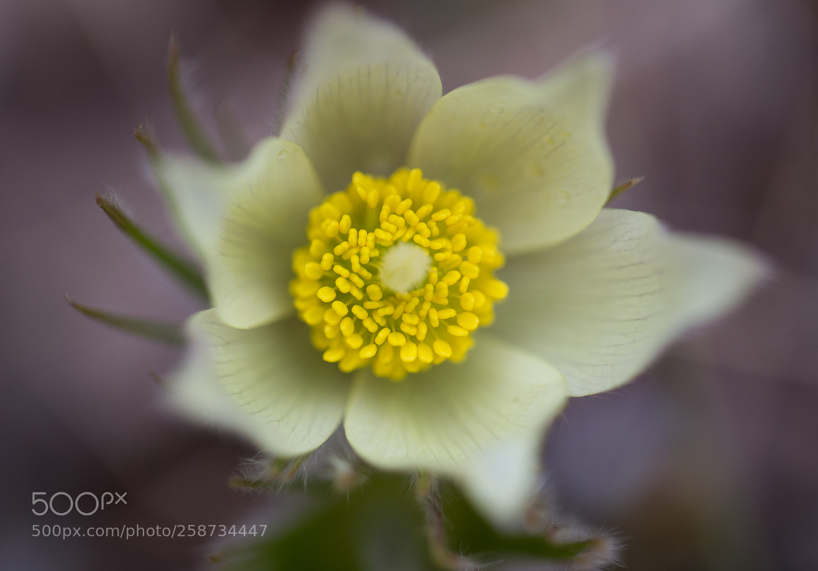 Canon EOS 6D sample photo. First flowers photography