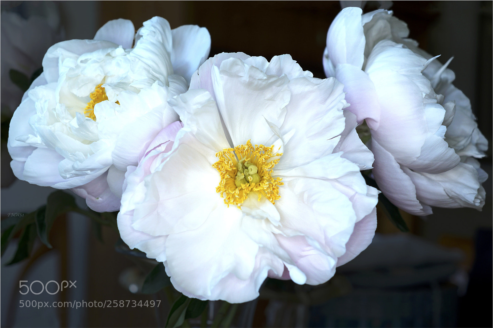 Sony ILCA-77M2 sample photo. Pfingstrosen photography