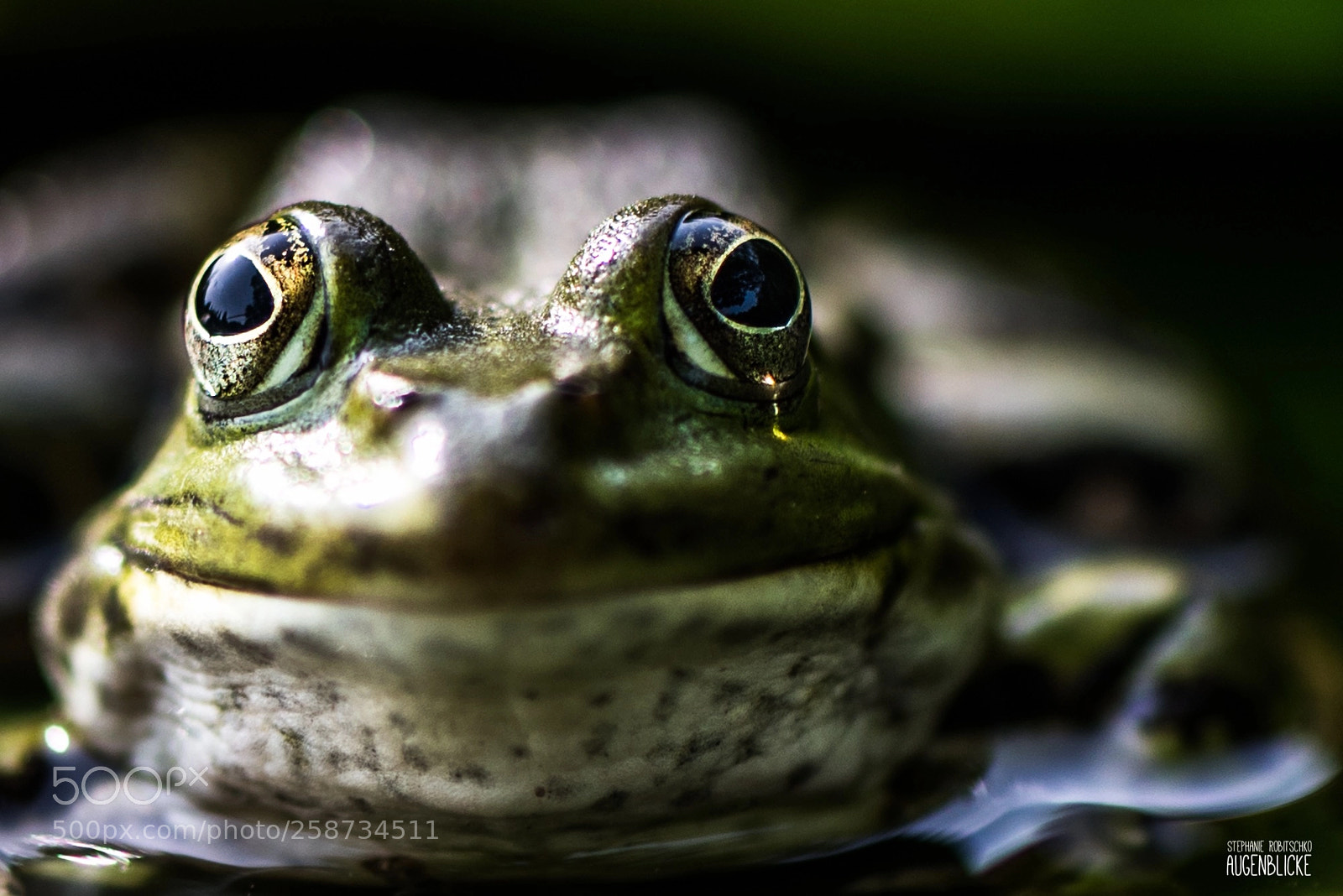 Nikon D750 sample photo. Kiss me! photography