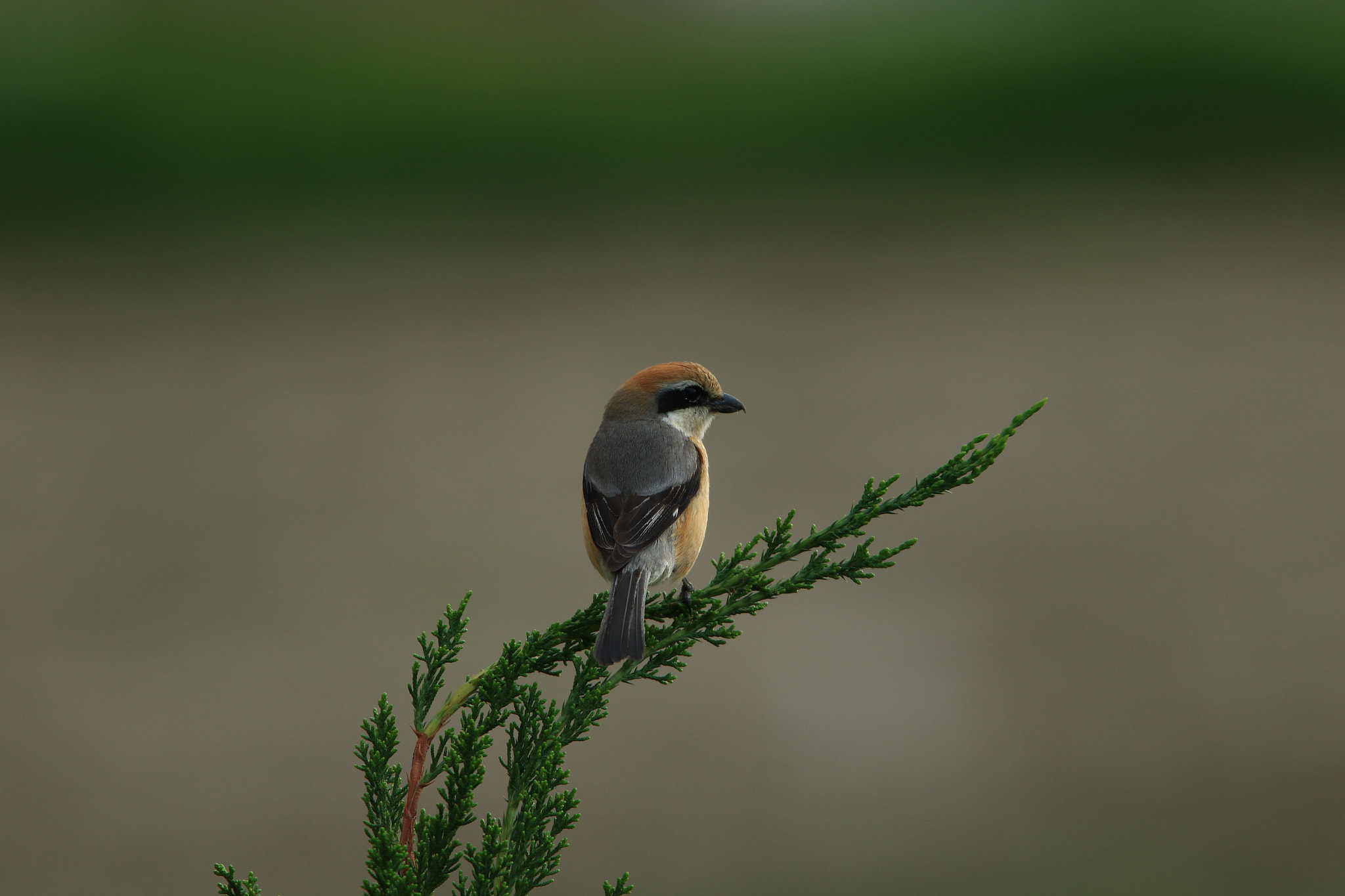 Canon EF 400mm F2.8L IS USM sample photo. Bull-headed shrike モズ 孤独 photography