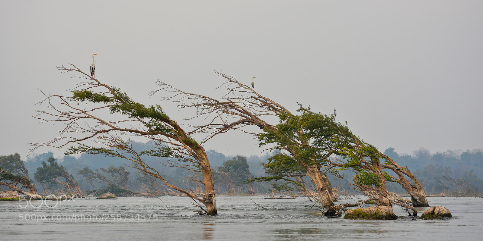 Nikon D5200 sample photo. Flooded forest photography