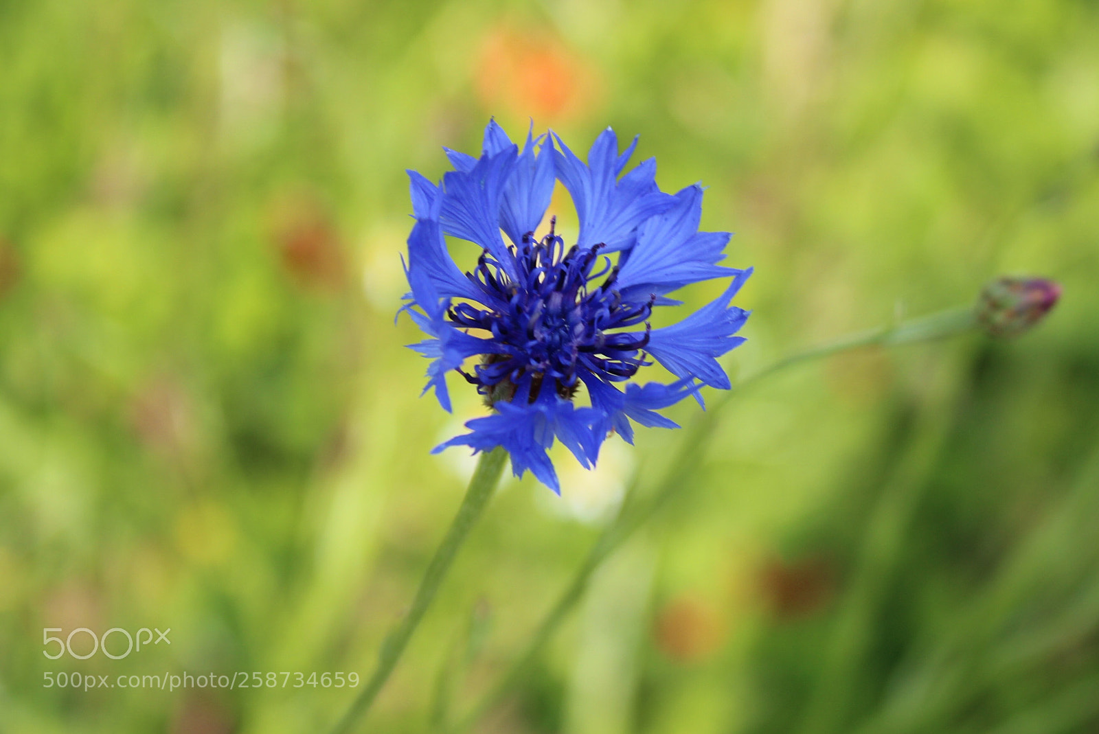 Canon EOS 600D (Rebel EOS T3i / EOS Kiss X5) sample photo. Kornblume photography