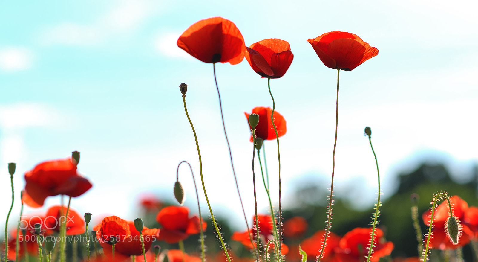 Nikon D750 sample photo. Papaver rhoeas photography