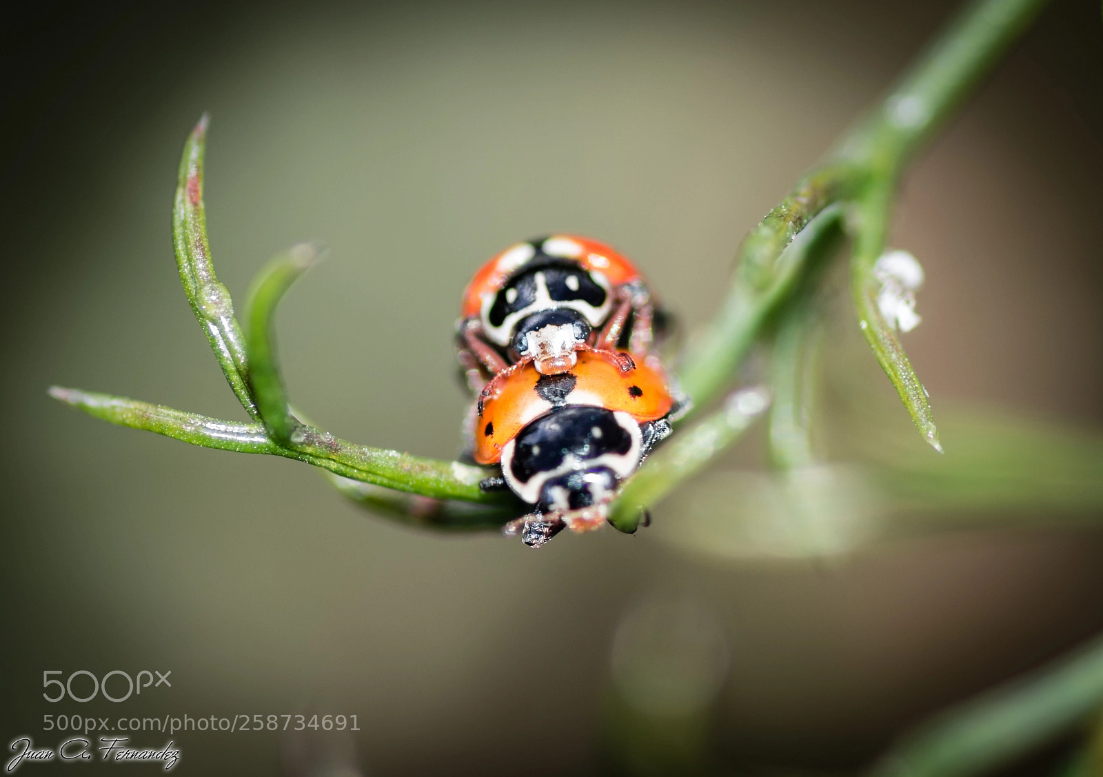 Nikon D7200 sample photo. Ladybug love photography