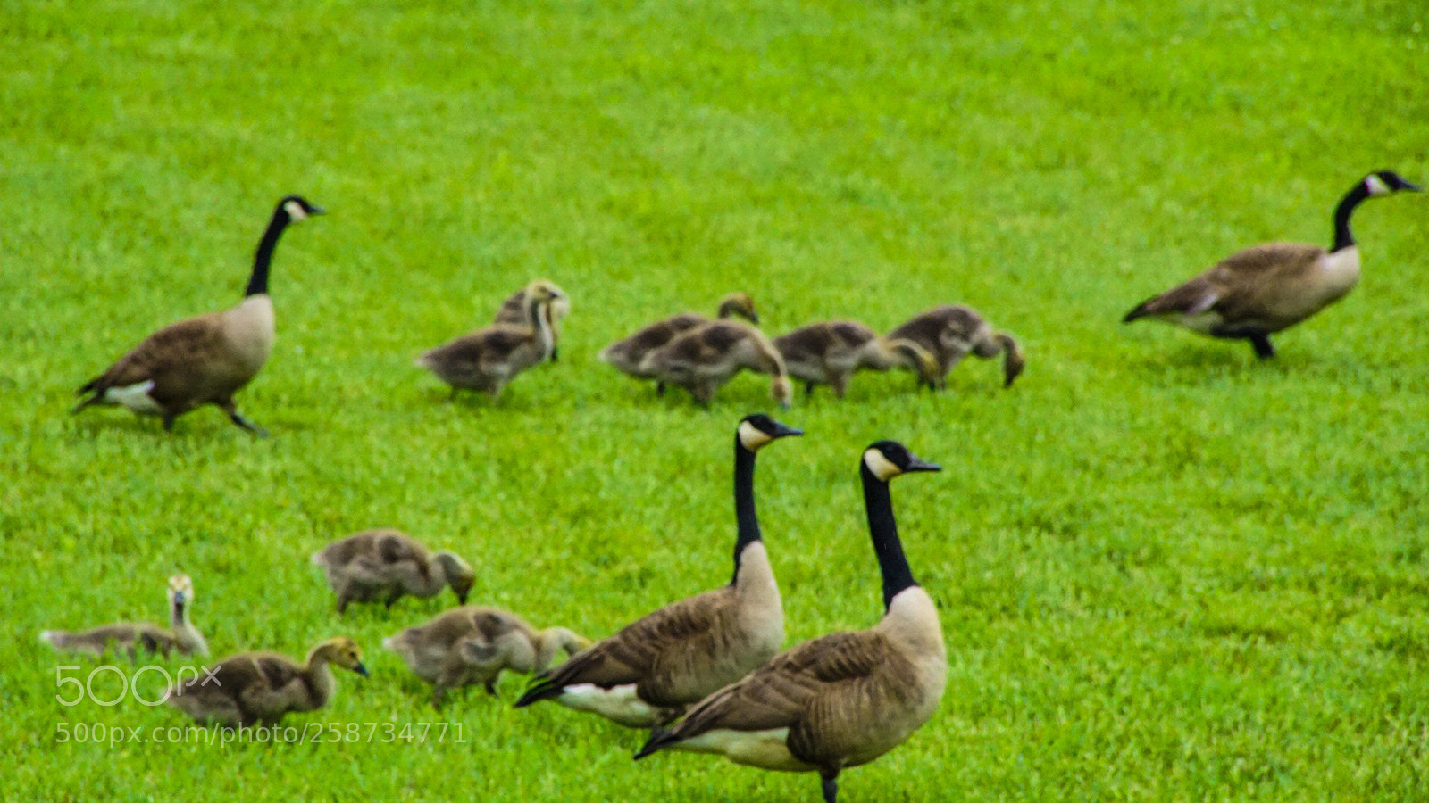Sony a6000 sample photo. Goose families on the photography