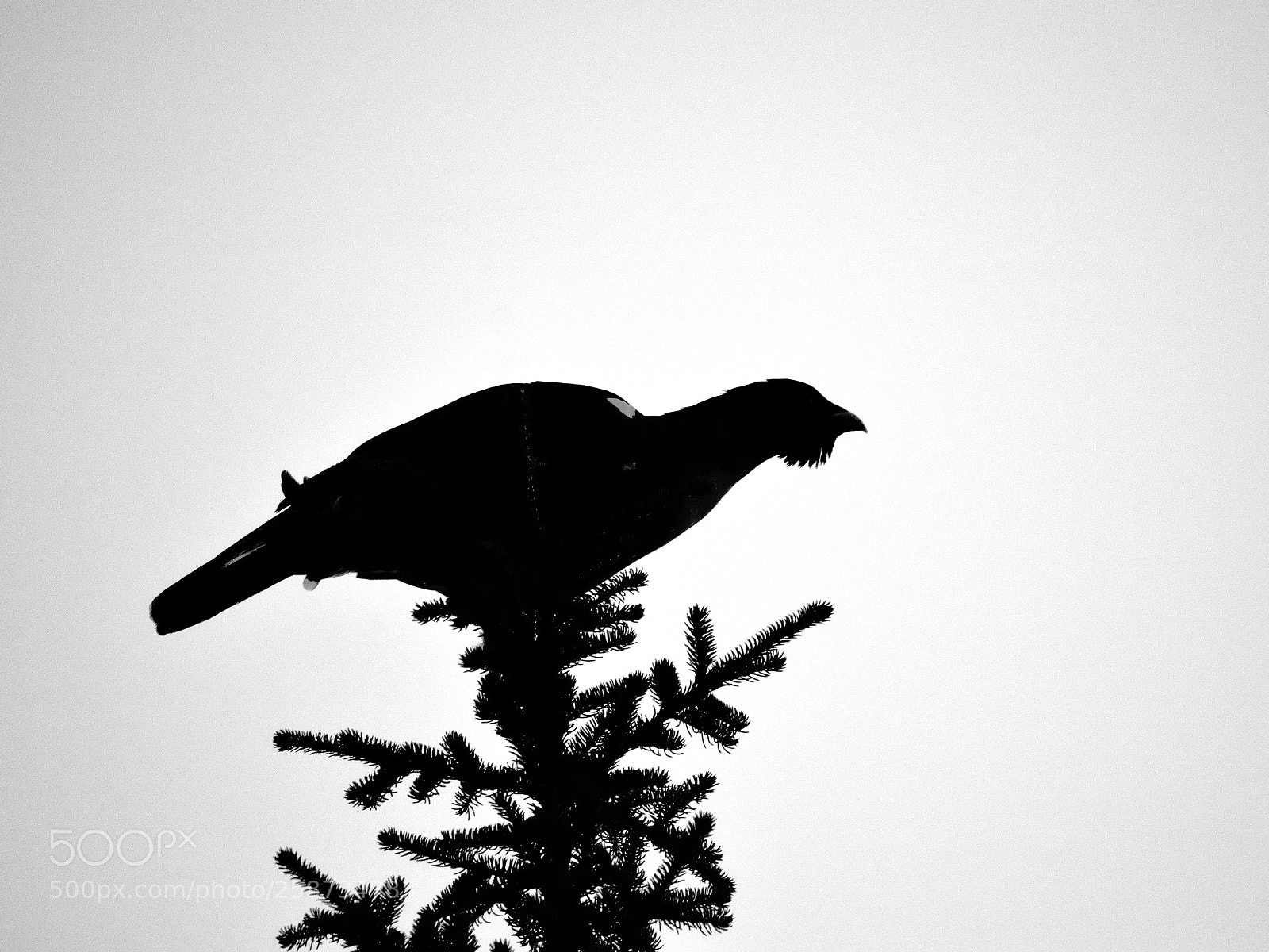 Nikon D610 sample photo. Capercillie silhouette photography