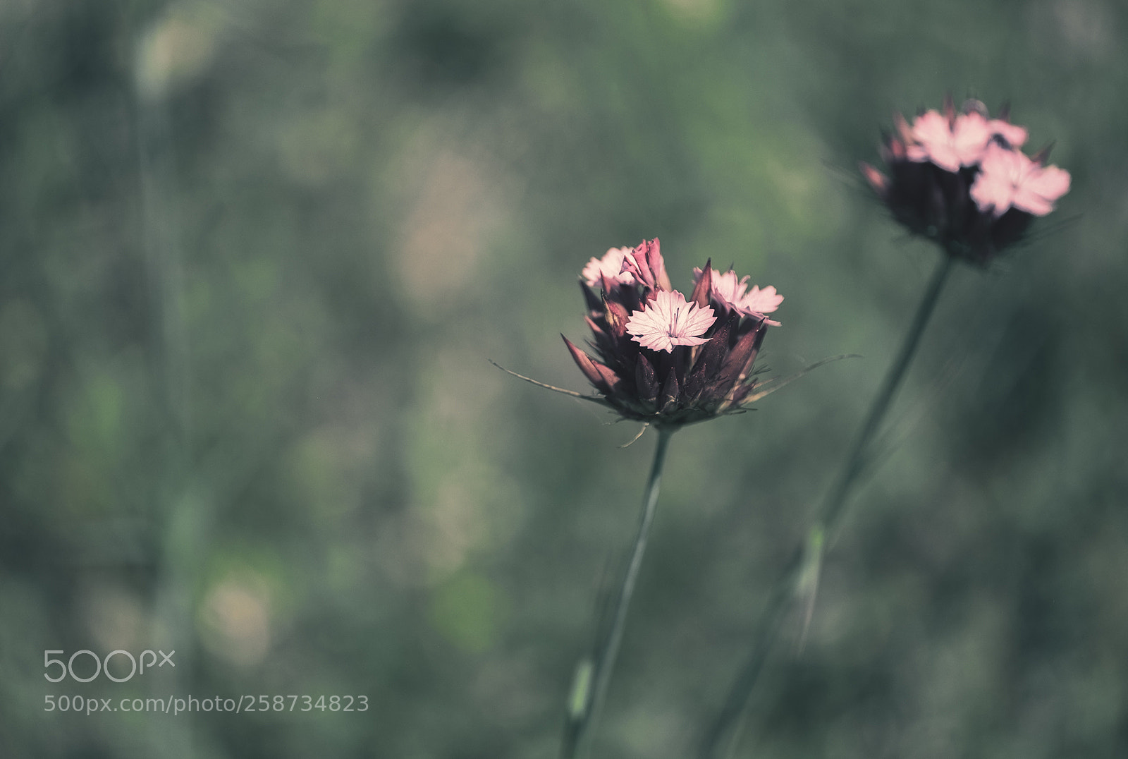 Fujifilm X-T1 sample photo. Dsf photography