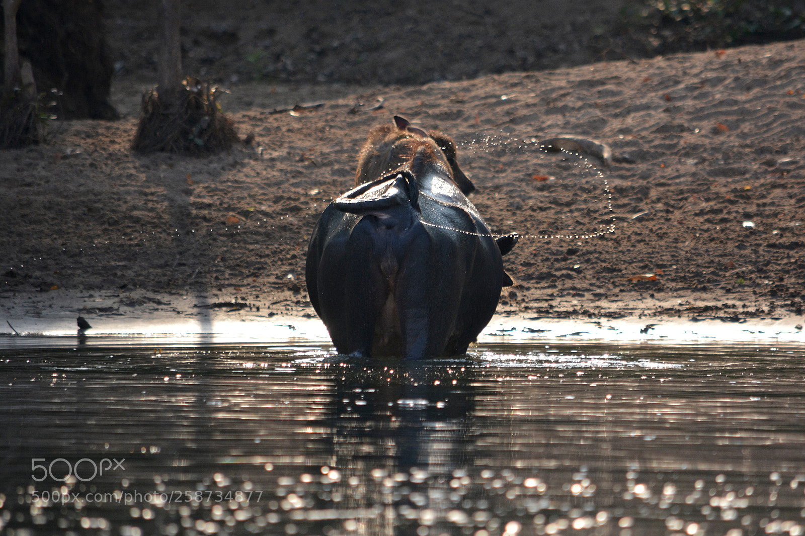 Nikon D5200 sample photo. Water buffalo in the photography