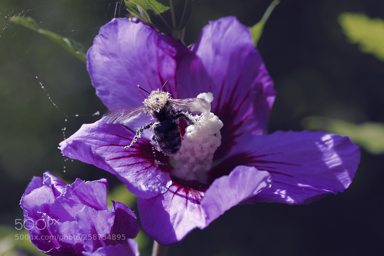 Canon EOS 600D (Rebel EOS T3i / EOS Kiss X5) sample photo. Bee and hybiscus photography