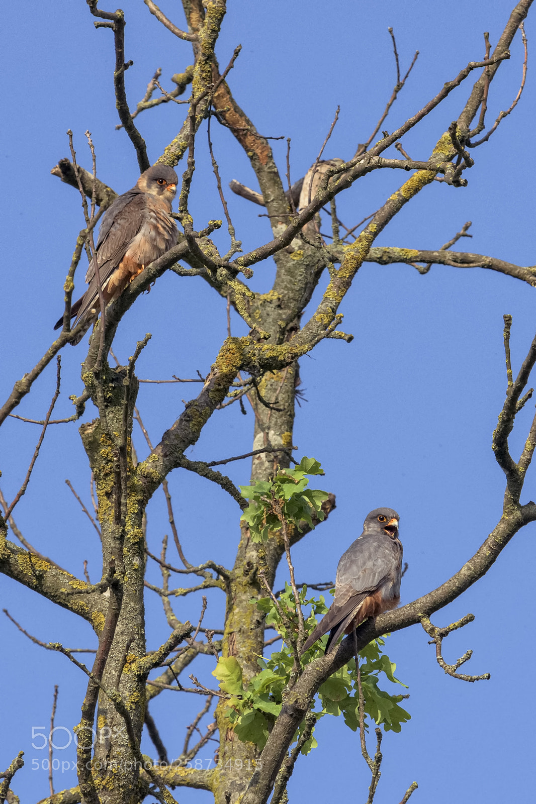 Nikon D7200 sample photo. Red-footed falcon photography
