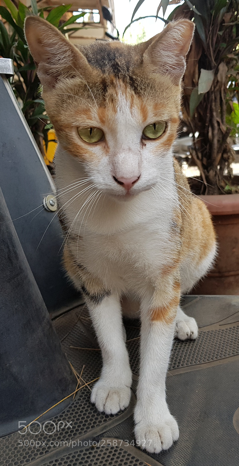 Samsung Galaxy S8+ sample photo. Schön photography